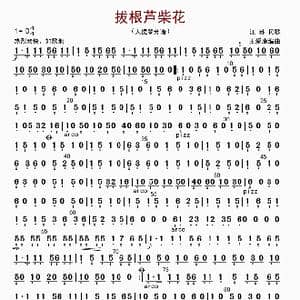 拔根芦柴花_歌曲简谱_词曲: 王爱康编曲