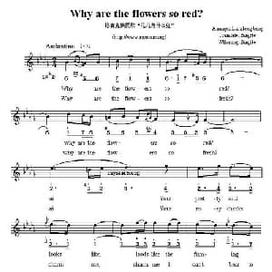 Why are the flowers so red?_外国歌谱