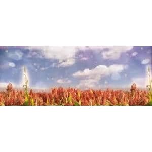 九儿_歌曲简谱_词曲:何其玲/阿鲲 阿鲲 亦 弛 编合唱