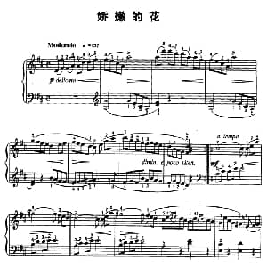 娇嫩的花 钢琴谱