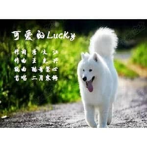 可爱的Lucky_歌曲简谱_词曲:李大江 王光兴