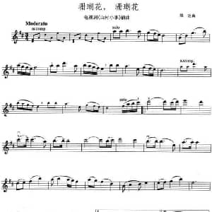 小提琴谱 | 珊瑚花 珊瑚花 电视剧 山村小事 插曲 雄达